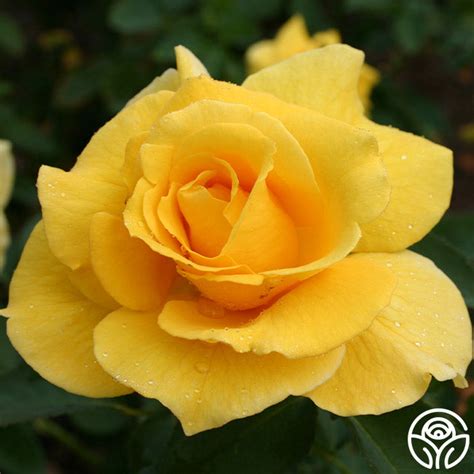 midas touch roses